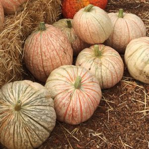 One Too Many Pumpkin