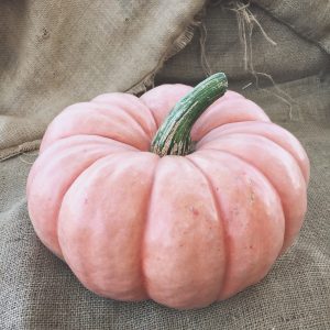 Pink Doll Pumpkin