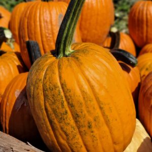 Orange Carvers