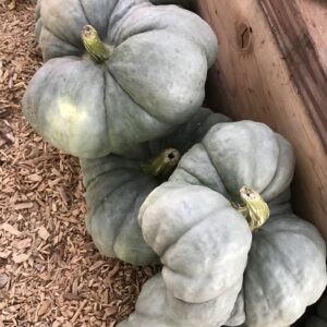 Triamble Pumpkin