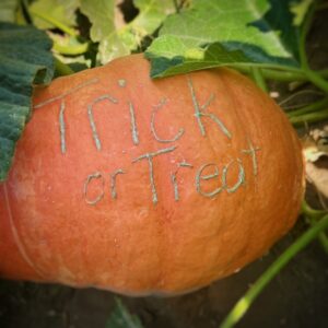 Trick or Treat Etched Pumpkin