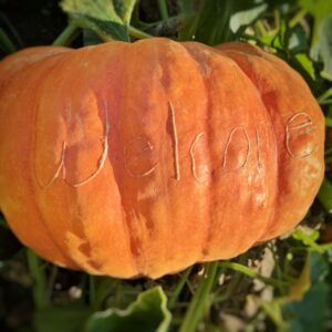 Welcome Etched Pumpkin