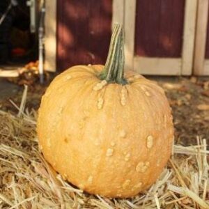 Grizzly Bear Pumpkin