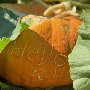 Hello Fall Etched Pumpkin
