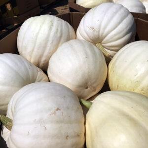 Giant White Pumpkin