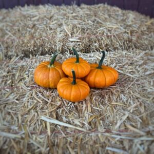 Mini Orange Pumpkin
