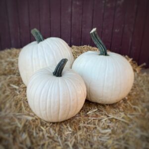 White Carvers
