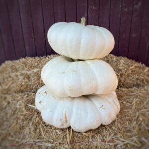 White Flat Pumpkin