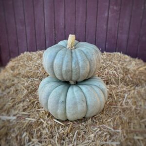 Jarrahdale Pumpkin