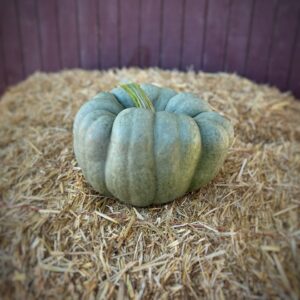 Blue Doll Pumpkin