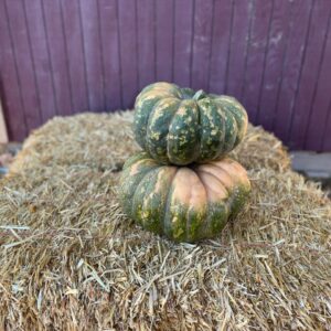 Fairytale Pumpkin
