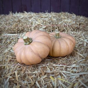 Autumn Crown Pumpkin
