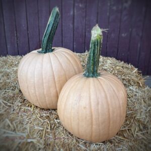 Cider Pumpkin