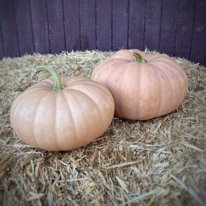 Long Island Cheese Pumpkin